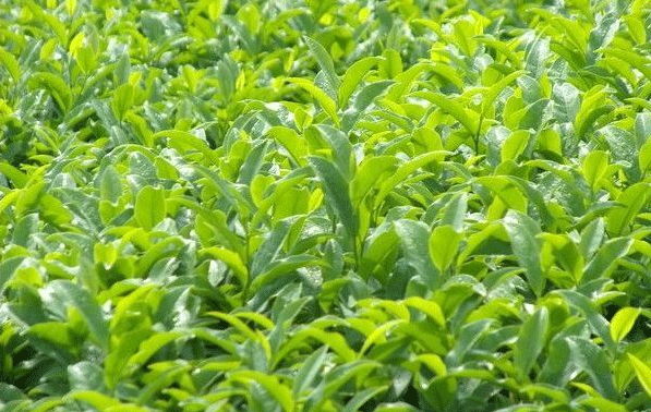 urea npk fertilizer suppliers