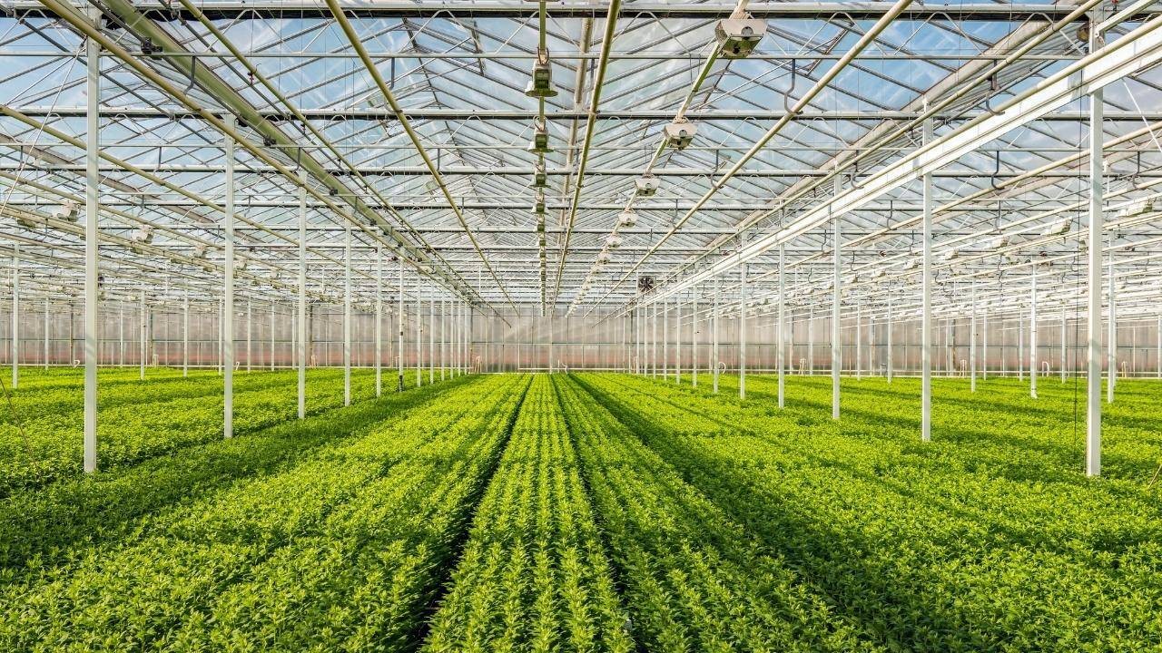 buy 5-15-5 fertilizer