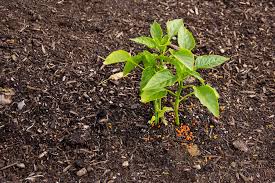 compo water soluble fertilizer