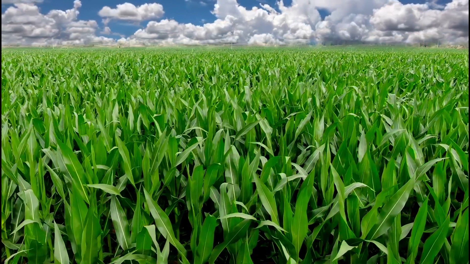 npk fertilizer price