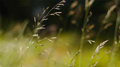 high quality best organic nitrogen fertilizer
