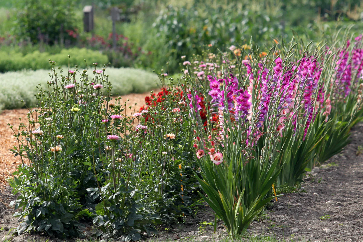 best organic fertilizer manufacturers