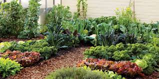 nitro organic fertilizer