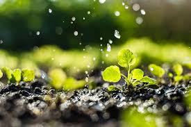 best organic soil fertilizer factories