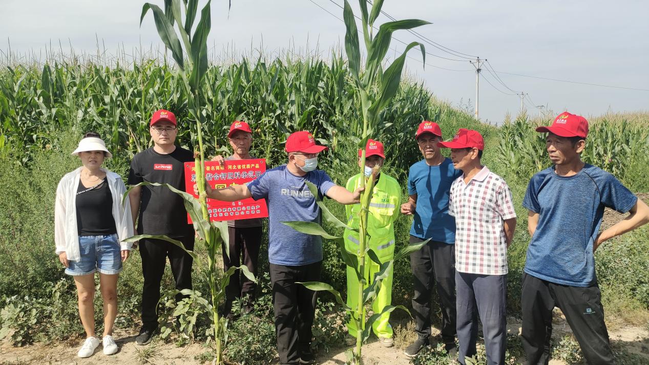 urea 46 prilled supplier