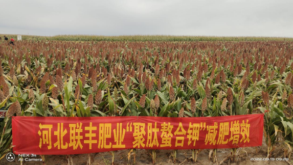 high nitrogen fertilizer in spring