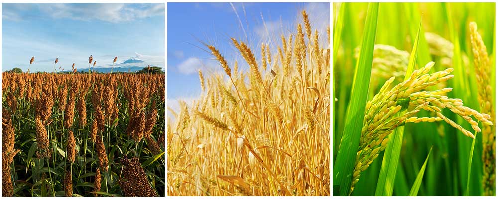 30 0 10 fertilizer manufacturer