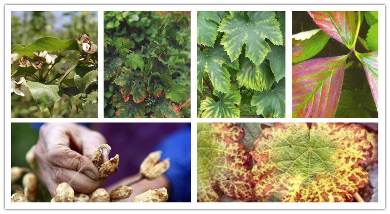 best bulk organic fertilizer factories
